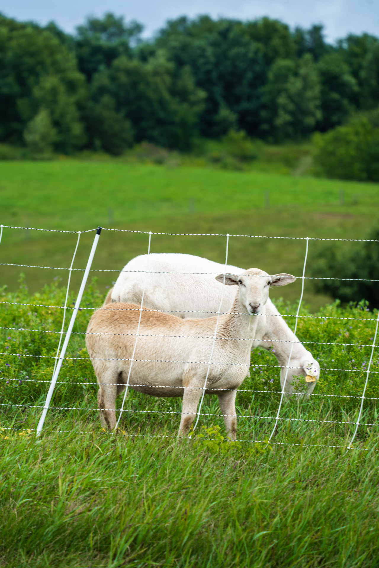Sheep grazing on a grassy hillside at Flynn Creek Farm
