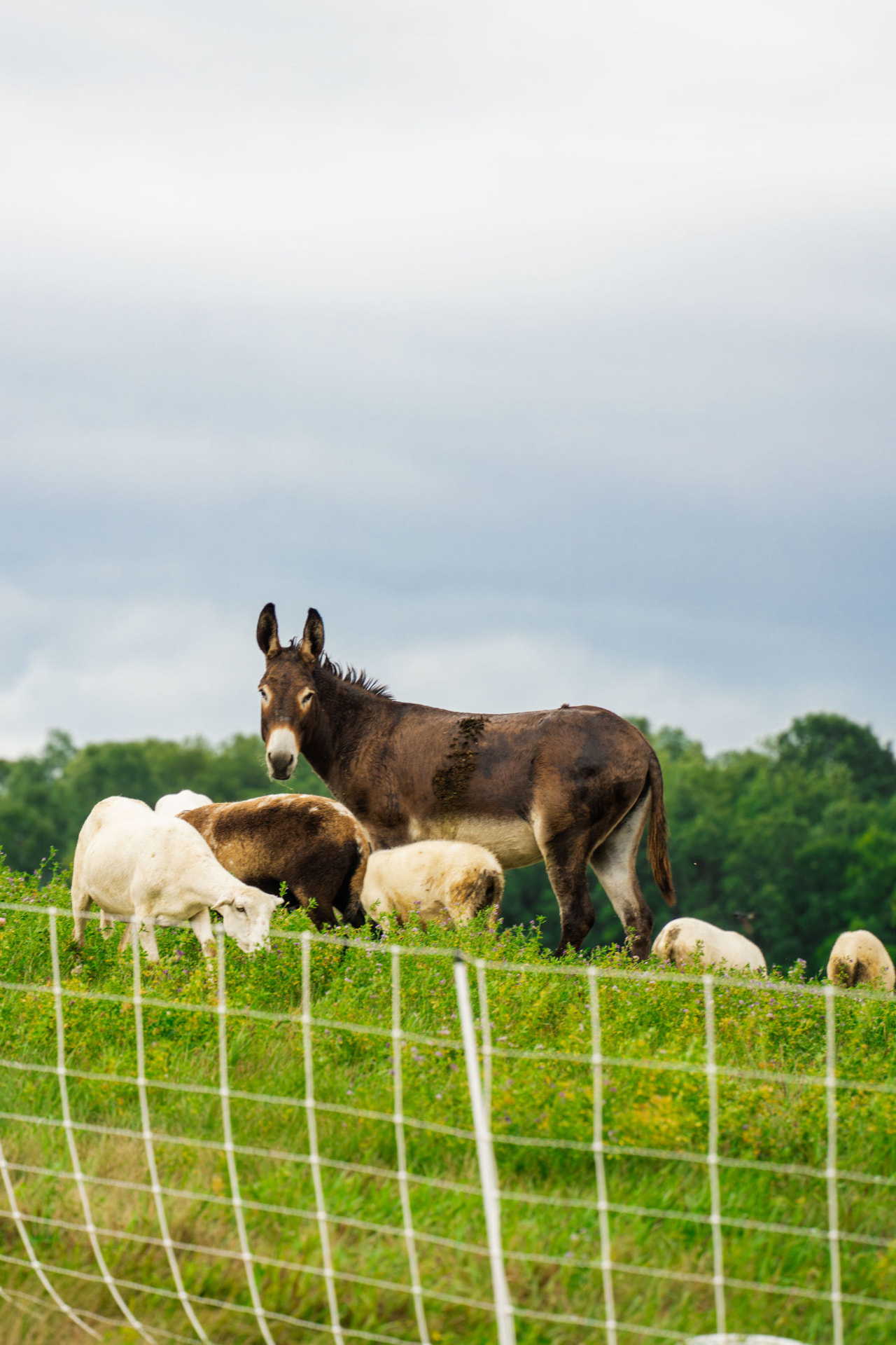 A donkey standing among grazing sheep in the pasture at Flynn Creek Farm